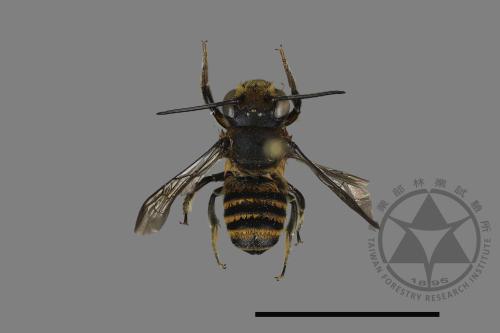 <已分類>Genus：Megachile[切葉蜂屬][00094434]