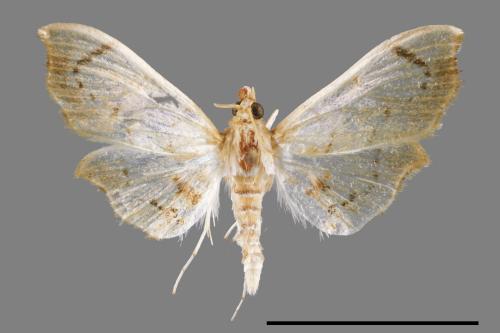 <已分類>Family：Crambidae[草螟科][00053803]