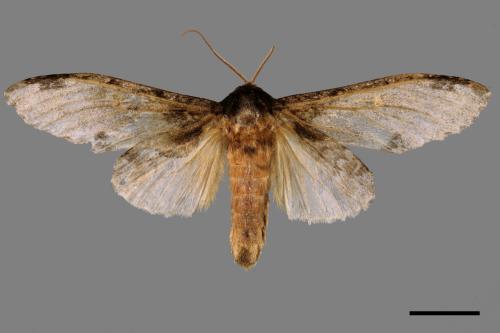 Peridea sikkima ochreipennis[錫納斑舟蛾][00042151]