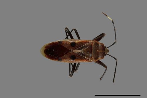Physopelta quadriguttata[00040946]