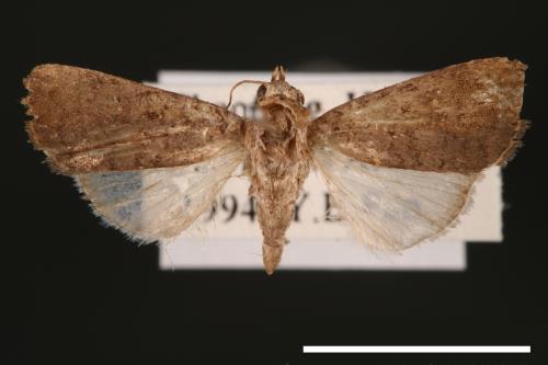 Athetis cognata[00003206]