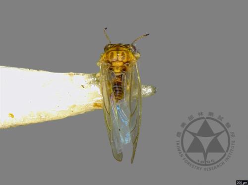 <已分類>Family：Psyllidae[木蝨科][00026600]