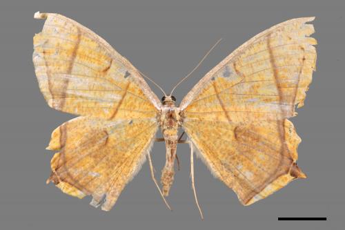 Thinopteryx crocoptera assamensis[黃蝶尺蛾][00057152]