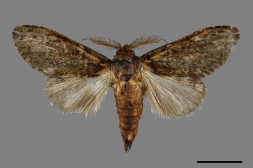Syntypistis pryeri[黑內角舟蛾][00059861]