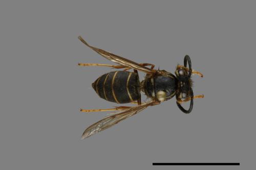 Vespula flaviceps[細黃胡蜂][00072955]