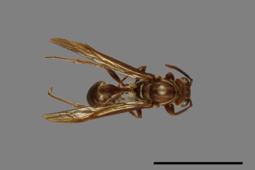 Parapolybia nodosa[叉胸異腹胡蜂][00078745]