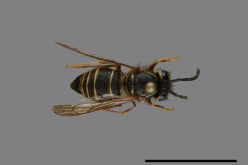 Vespula flaviceps[細黃胡蜂][00073253]