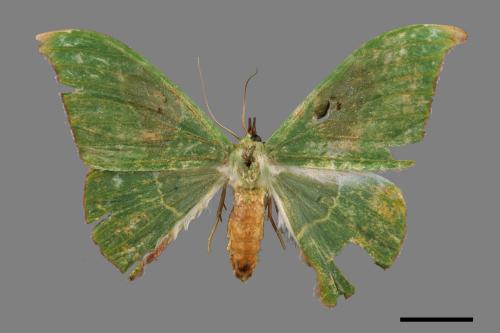 Tanaorhinus viridiluteatus[雙點鐮翅青尺蛾][00035501]