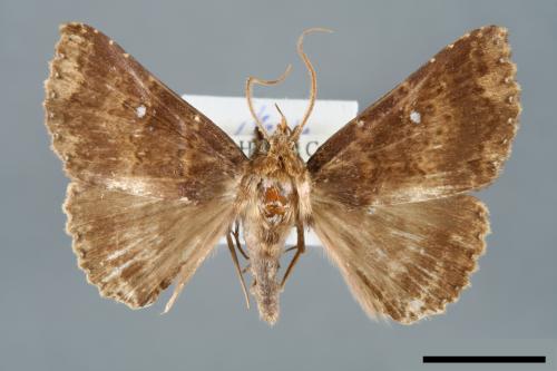 Hypersypnoides punctosa[粉點朋閃夜蛾][00006174]