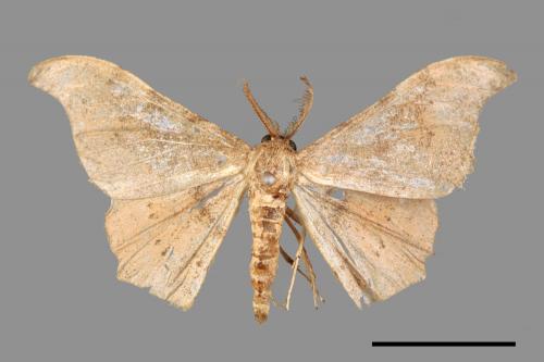 Hyposidra talaca[突角黯鉤尺蛾][00055963]
