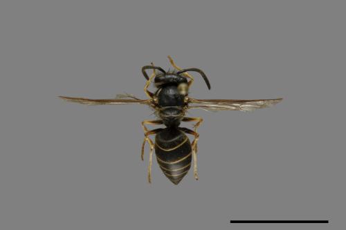 Vespula flaviceps[細黃胡蜂][00073376]