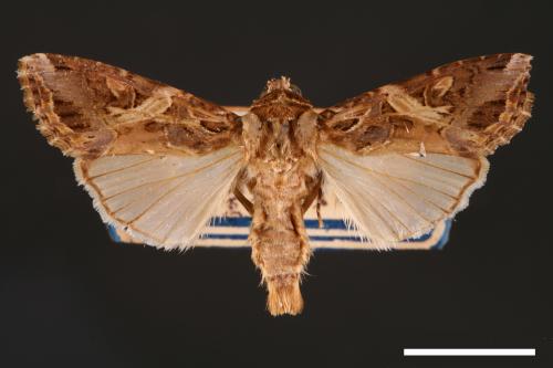 Spodoptera litura[斜紋夜蛾][00002782]