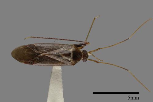<已分類>Family：Miridae[盲椿象科][00079909]
