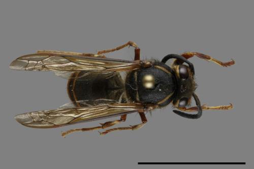 Vespula flaviceps[細黃胡蜂][00120574]