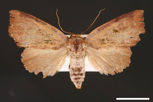 Carea trimacula[00004566]