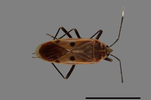 Physopelta quadriguttata[00040245]