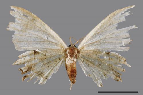Dysaethria flavistriga[黃紋雙尾蛾][00045522]