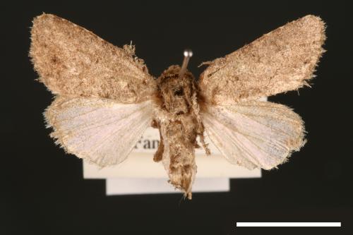 Spodoptera pecten[梳灰翅夜蛾][00002881]