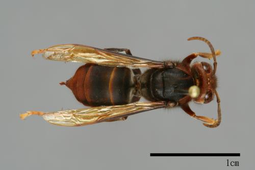 Vespa velutina[黃腳虎頭蜂][00096029]