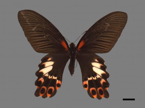 Papilio thaiwanus[臺灣鳳蝶][00014103]