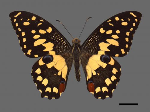 Papilio demoleus[無尾鳳蝶][00013733]