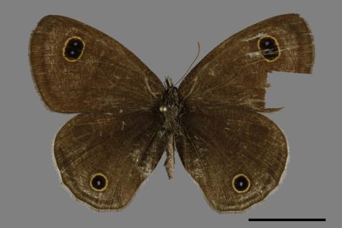 Ypthima multistriata[臺灣波紋蛇目蝶][00093732]