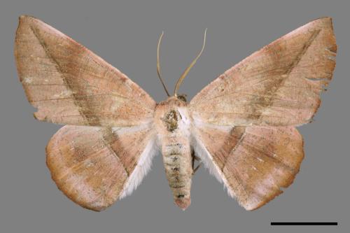 Sarcinodes yayeyamanus[一線沙尺蛾][00045824]