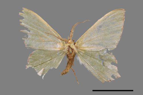 <已分類>Genus：Maxates[00047013]