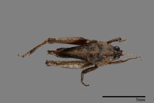 <已分類>Family：Tetrigidae[菱蝗科][00054164]