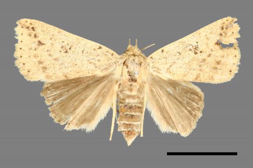Xylostola indistincta[矇紋夜蛾][00000620]