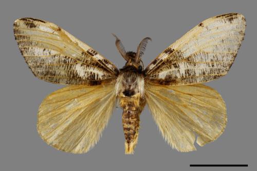 Locharna strigipennis[00039518]