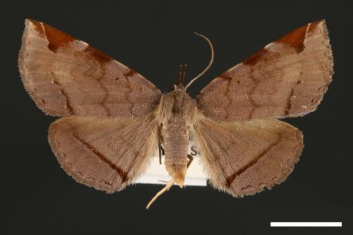 Mecodina subcostalis[00007431]