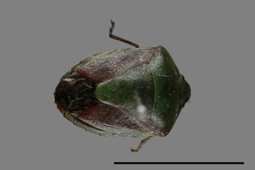 <已分類>Genus：Plautia[00054345]