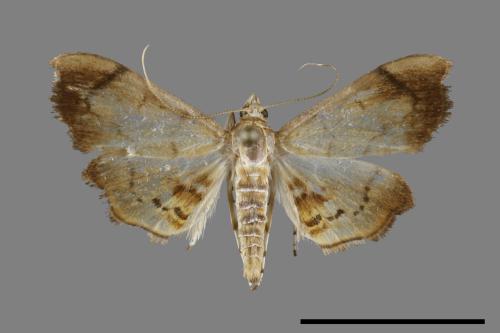 <已分類>Family：Crambidae[草螟科][00099812]