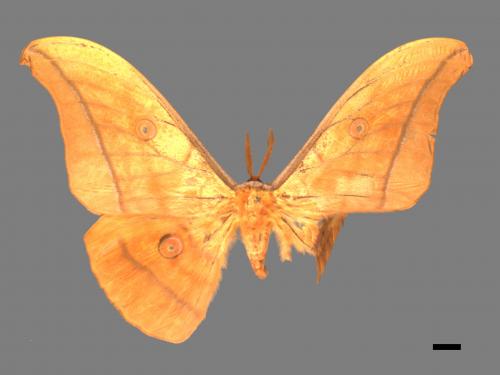 Antheraea yamamai superba[大透目天蠶蛾][00016216]