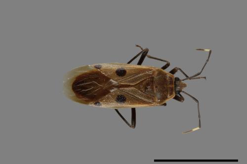 Physopelta quadriguttata[00040269]