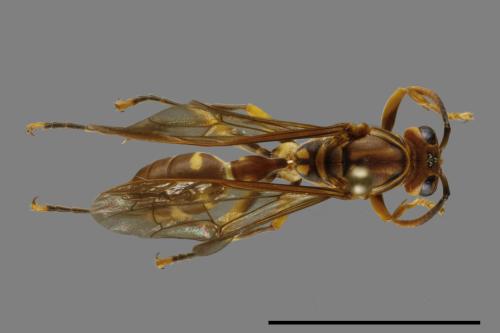 Parapolybia varia[變側異腹胡蜂][00100082]