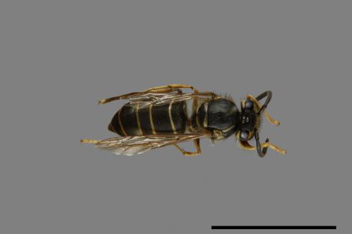 Vespula flaviceps[細黃胡蜂][00073330]