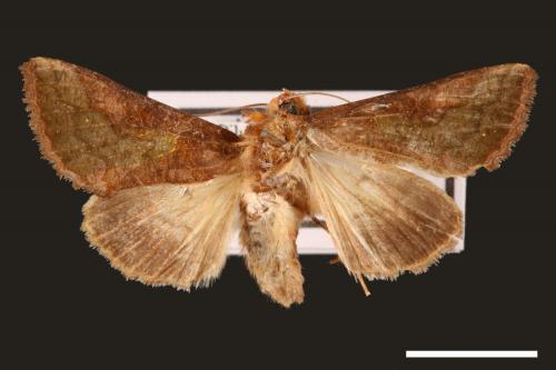 Thysanoplusia intermixta[00003583]