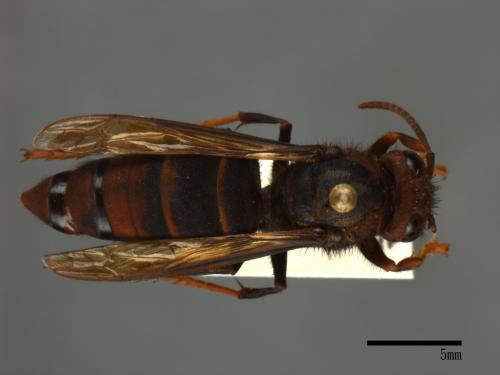 Vespa velutina[黃腳虎頭蜂][00096564]
