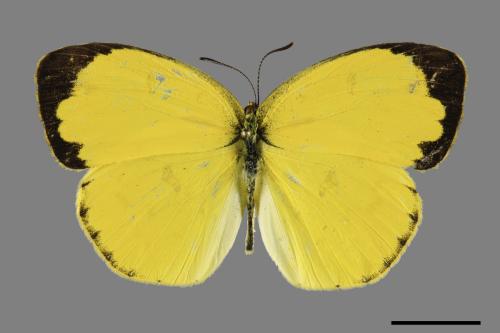 Eurema hecabe hobsoni[荷氏黃蝶][00102131]