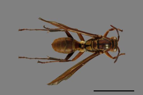 Polistes formosanus[00101951]