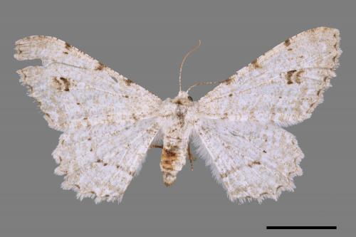 Lassaba parvalbidaria parvalbidaria[污雪雙斑尺蛾][00069172]