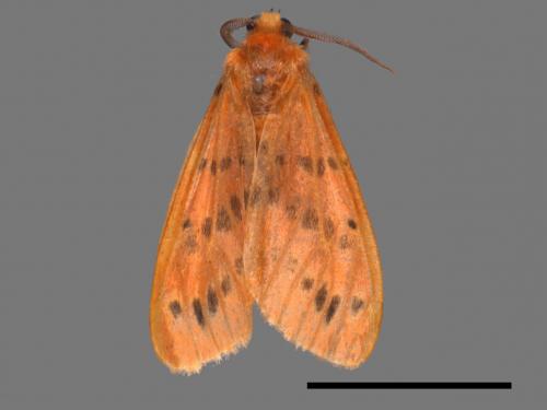 Lemyra alikangensis[三斑澄燈蛾][00059655]