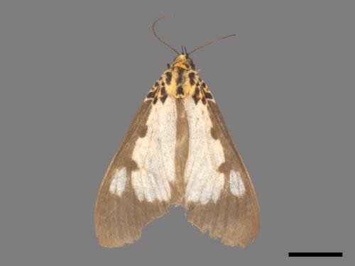 Asota plana lacteata[長斑擬燈蛾][00019956]