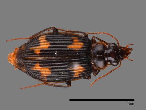 <已分類>Family：Carabidae[步行蟲科][00092590]