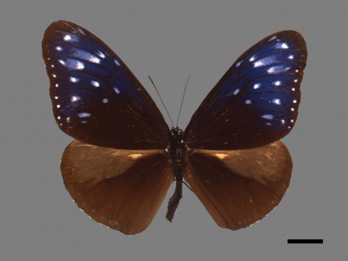 Euploea mulciber barsine[端紫斑蝶][00013387]