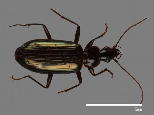 <已分類>Family：Carabidae[步行蟲科][00049010]