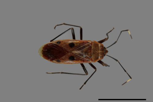 Physopelta quadriguttata[00040790]