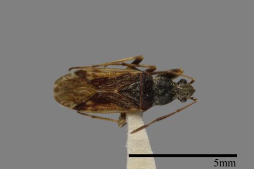 Horridipamera nietneri[紫黑刺脛長蝽][00043273]
